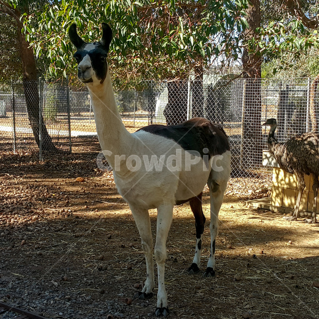동물,라마,llama,camelid,낙타과,귀여움,adorable,cute,동물,animal,포유류,mammal