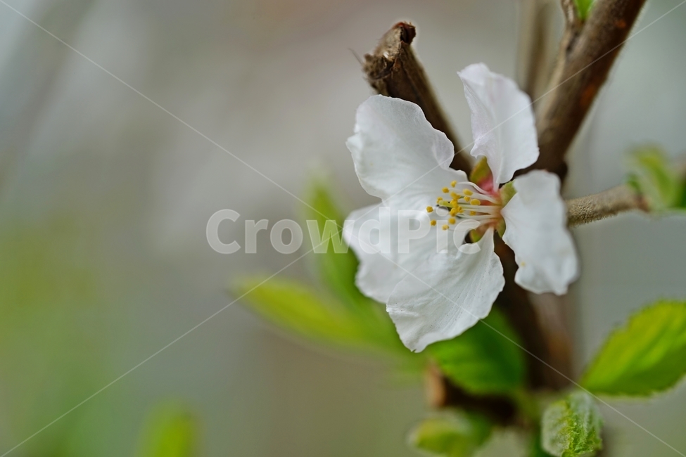 앵두꽃,앵두나무꽃,앵두,봄꽃,과일나무,자연,풍경,nature,landscape,식물,plants,꽃,flower,pollen,화분,plant