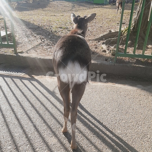 deer,Japan Nara Park Deer,deer butt,Nara Park,Nara Park Deer,zoo deer,feeding deer