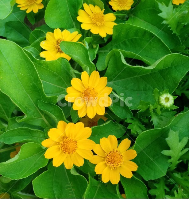 멜람포디움,melampodium,식물,노란별꽃,노란색꽃,국화과