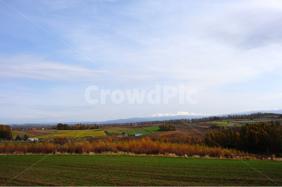 일본,홋카이도,비에이,초원,구름,하늘,가을,자연,풍경,nature,landscape,시골,마을,country,rural,town,해외,외국,세계,foreign,oversea,world,세계자연풍경,해외자연풍경,외국자연풍경,world nature landscape,outdoors,옥외