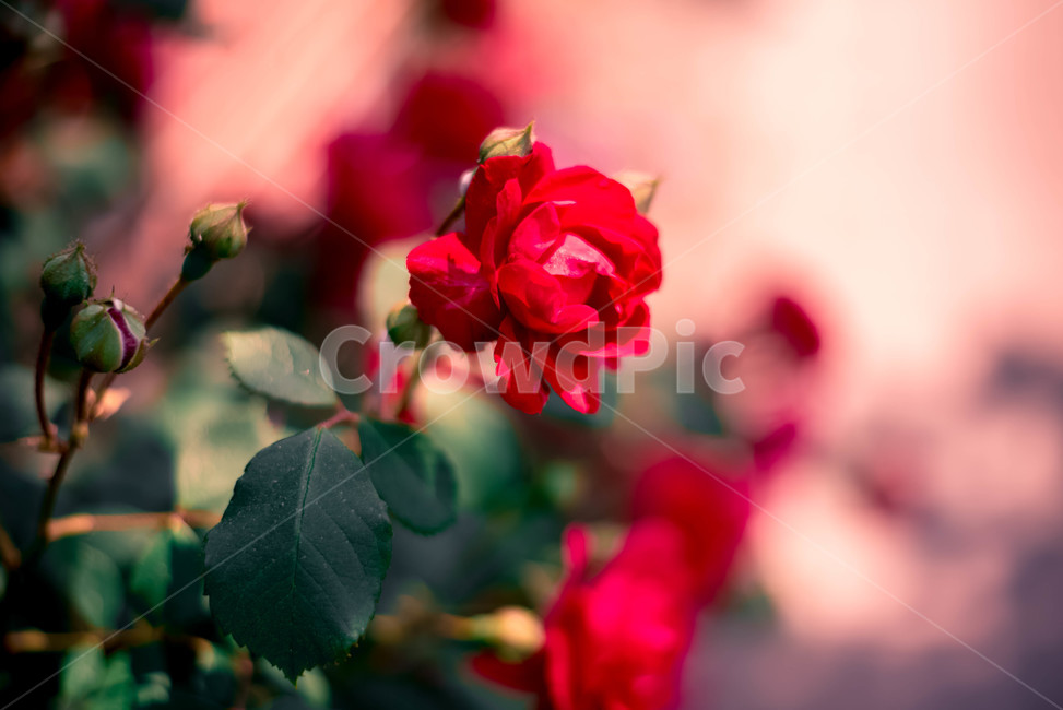 식물,꽃,장미,장미꽃,레드,식물,자연,plants,nature,꽃,flower