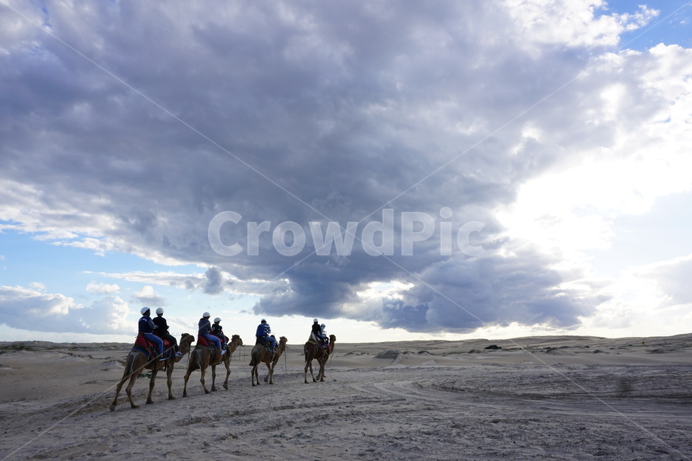 사막,낙타,여행,구름,하늘,desert,camel,travel,cloudy,sky,여행,휴가,traveling,vacation,trip