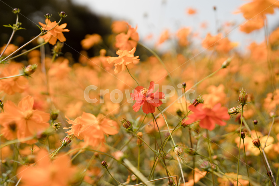 코스모스,황화코스모스,주황색,꽃,자연,풍경,가을,계절,fall,autumn,season,식물,자연,plants,nature,꽃,flower,plant,leaf,잎