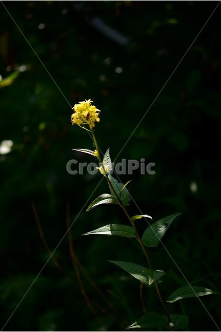 노란장대,노랑장대,야생화,꽃,식물,자연,생태,플라워,flower,plants,nature,식물,자연,plants,nature,꽃,flower
