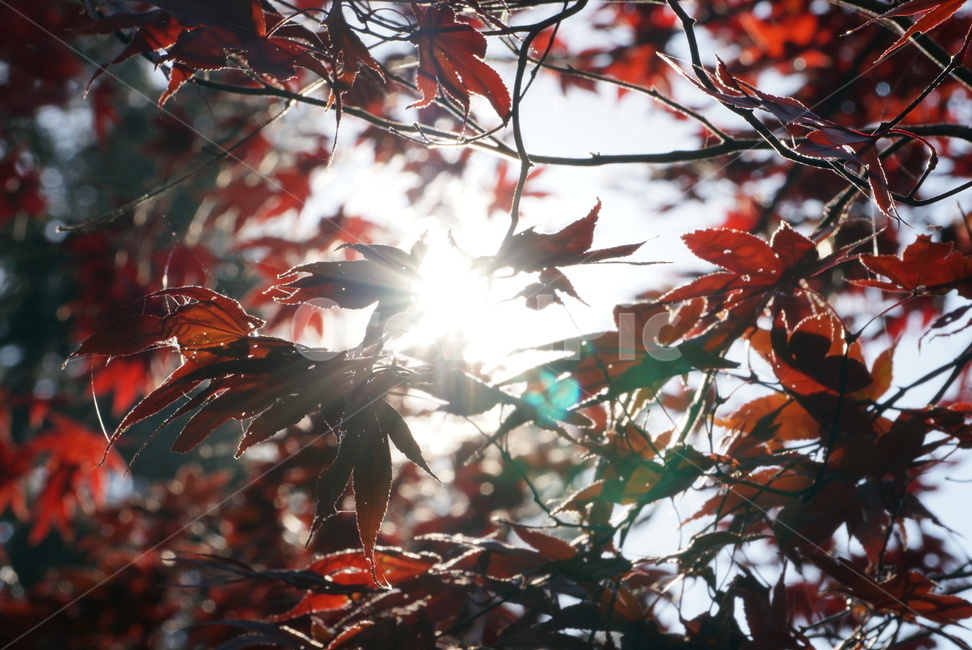 가을,autumn,단풍,단풍잎,햇빛,가을,계절,fall,autumn,season,plant,식물,leaf,잎,tree,나무,maple