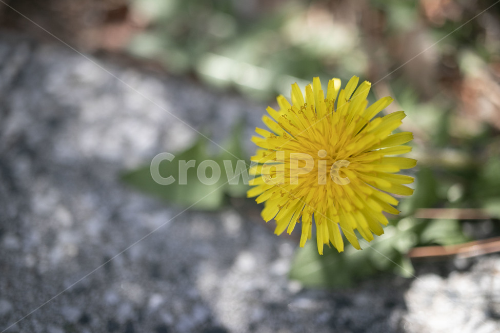 plant,식물,민들레,봄,꽃,spring,flower