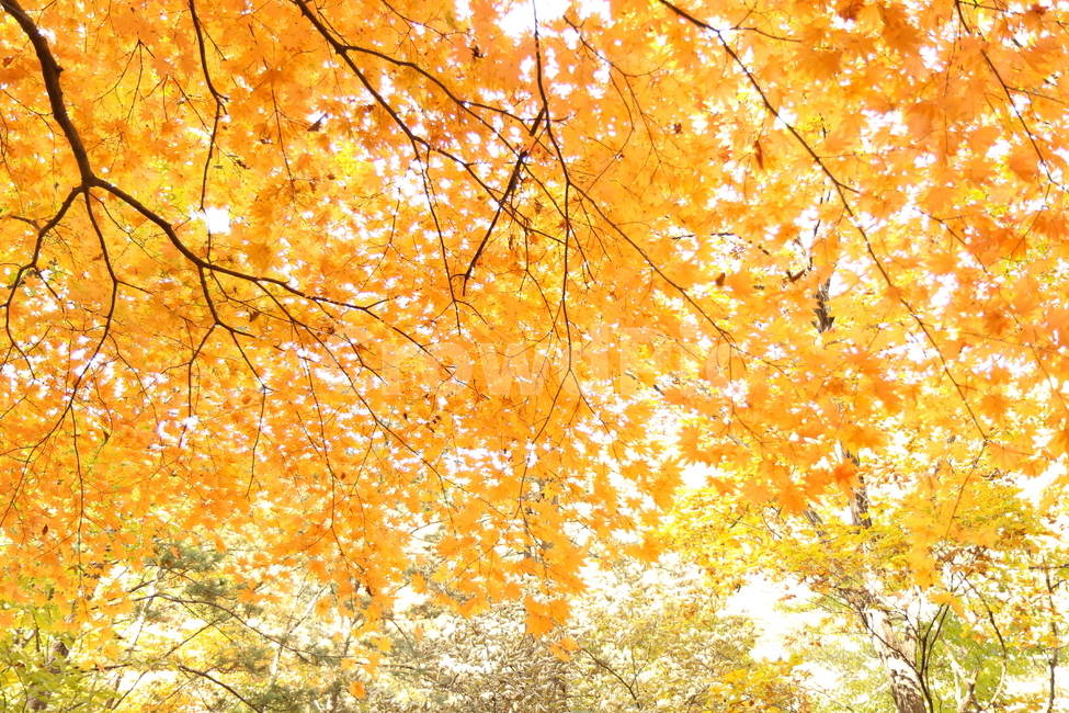 주황색,가을단풍,단풍잎,단풍나무,노란색,빨간색,가을,계절,fall,autumn,season,식물,자연,plants,nature,나무,trees,wood,leaf,잎,plant,tree,maple,단풍