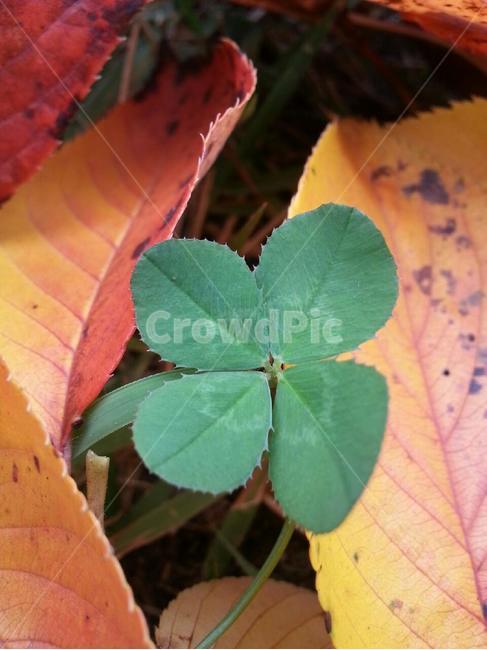 클로버,행운,네잎,네잎의클로버,그린,식물,자연,green,natural,내추럴,식물,자연,plants,nature
