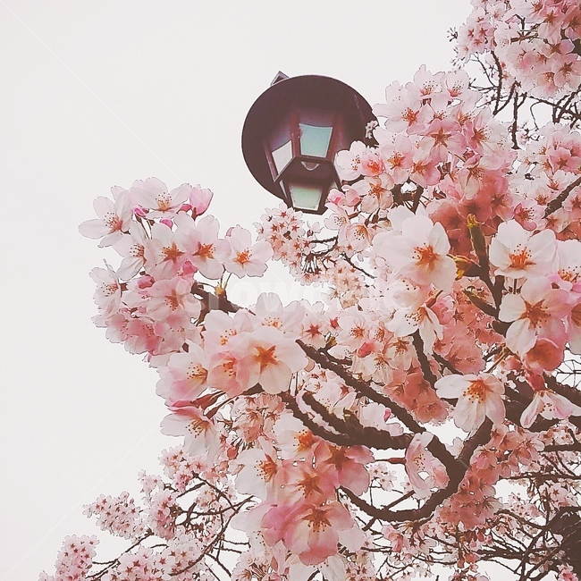 plant,식물,blossom,flower,꽃,벚꽃,cherryblossom,봄,계절,spring,season