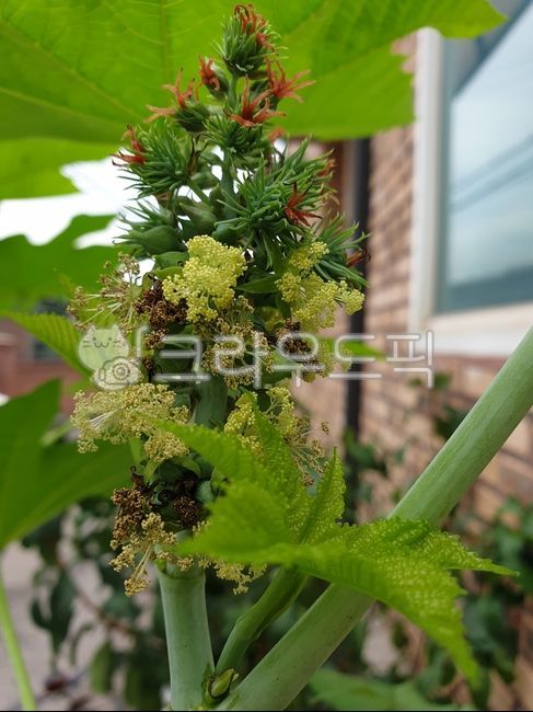 피마주꽃,아주까리,plant,식물,꽃