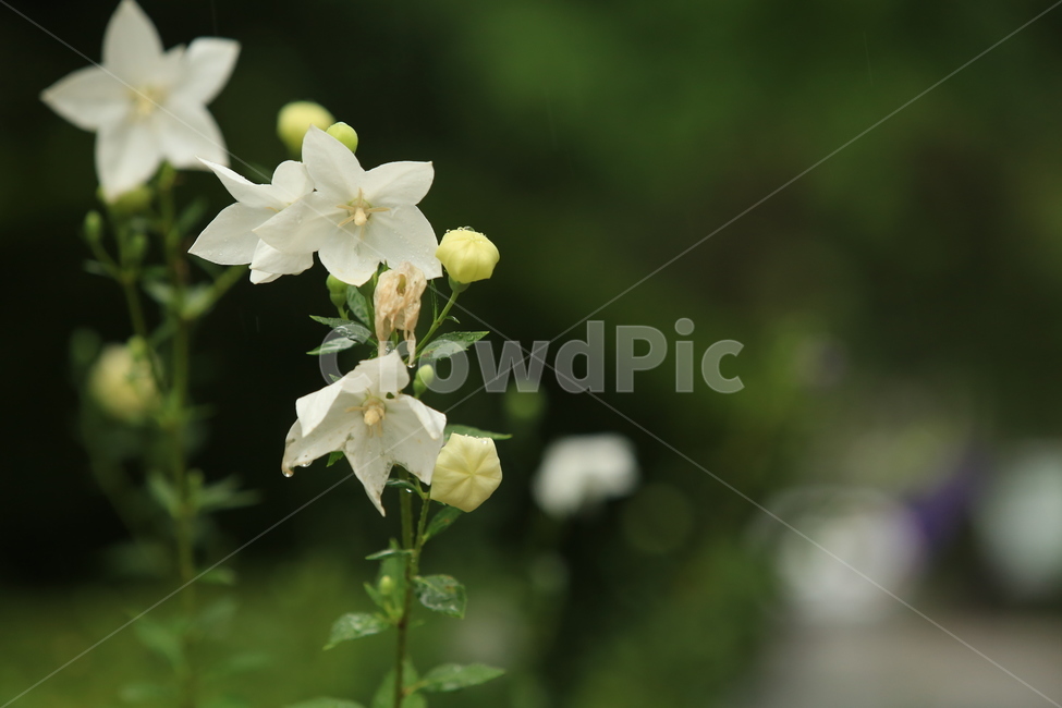 비,소경,풍경,비오는날,비오는소경,rain,식물,자연,plants,nature,꽃,flower