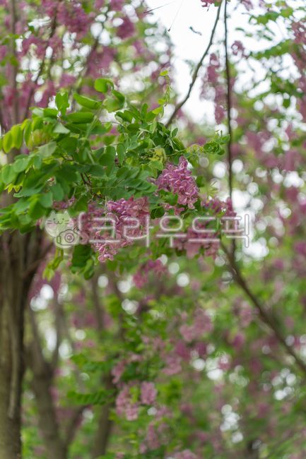 꽃아까시나무,보라색아카시아꽃,flower,꽃,공원
