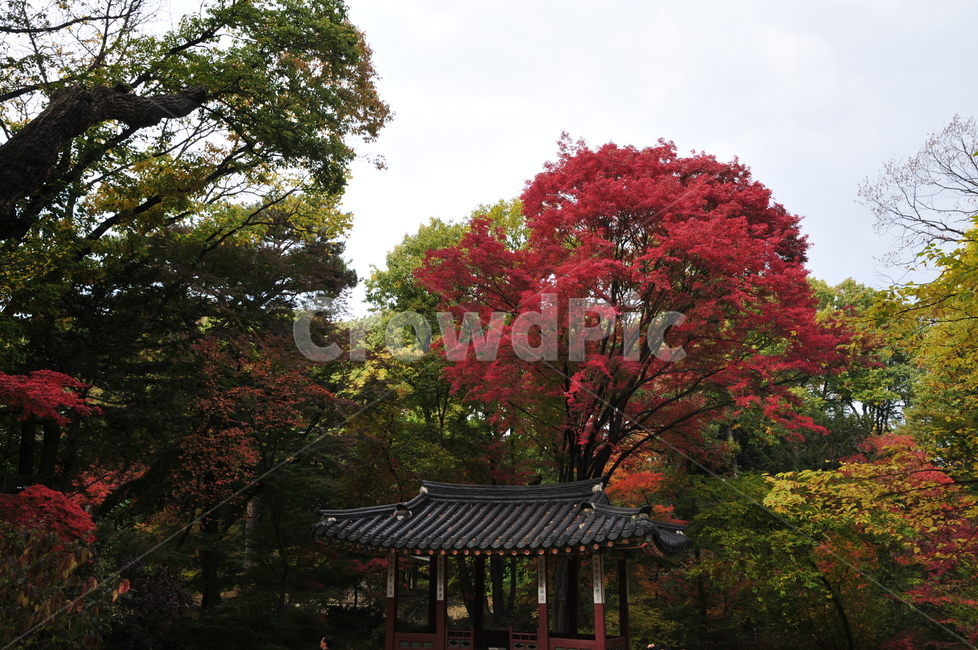 창덕궁,후원,비원,가을,단풍,고궁,가을,계절,fall,autumn,season,tree,나무,plant,식물