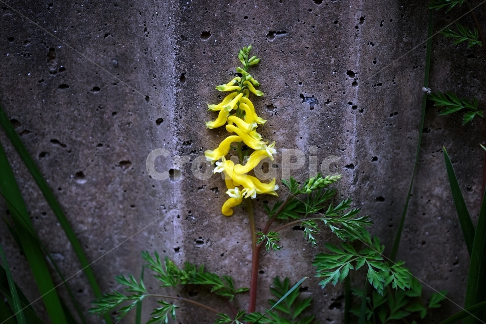 봄,봄꽃,산괴불주머니,노랑색,주머니모양,corydalisspeciosa,식물,자연,야생화,괴불주머니