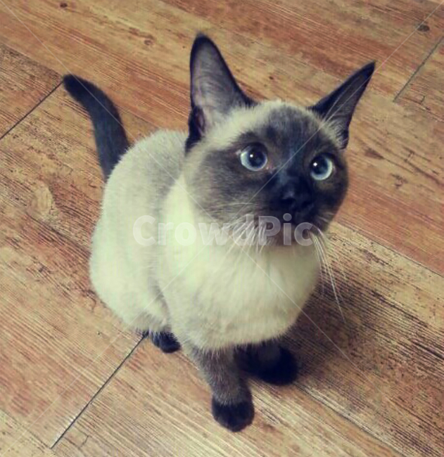 cat,고양이,animal,동물,wood,pet,동물,animal,포유류,mammal,고양이,cat,kitten,kitty