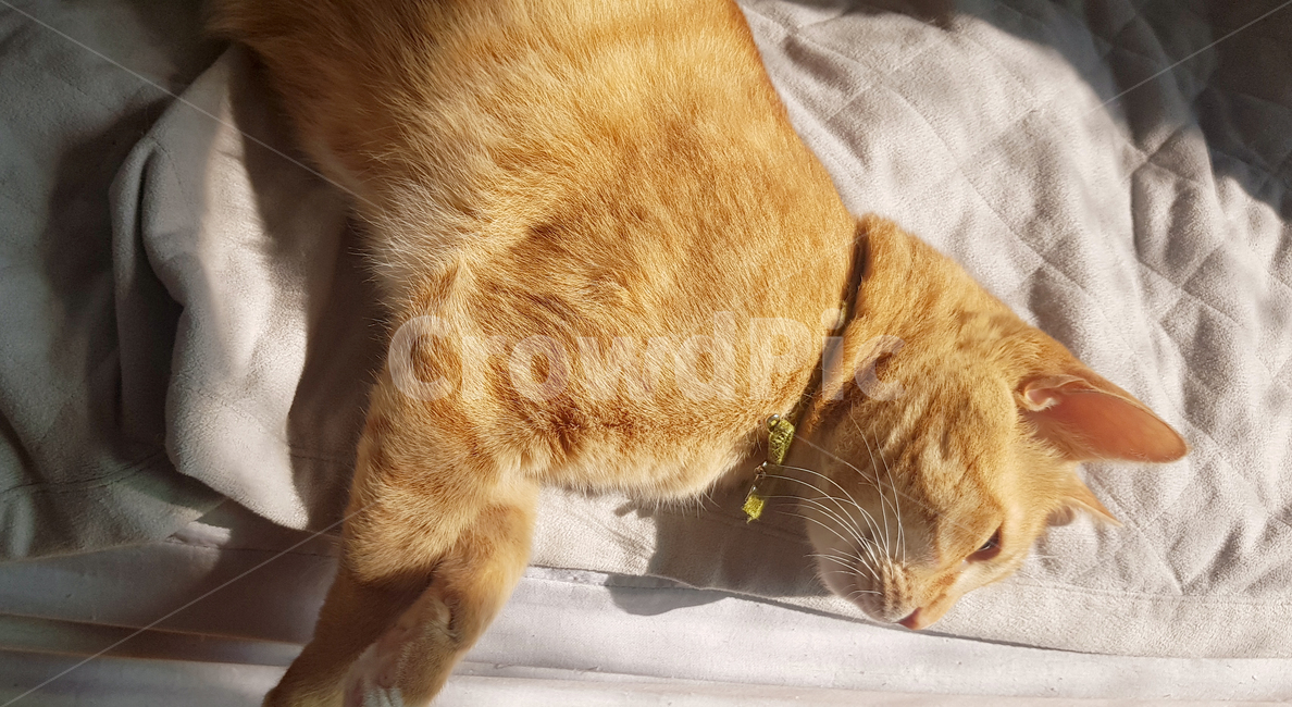 고양이,고양이귀,고양이옆모습,고양이자는모습,cat