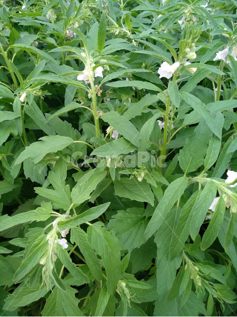 깨,깨밭,농작물,농산물,깨꽃