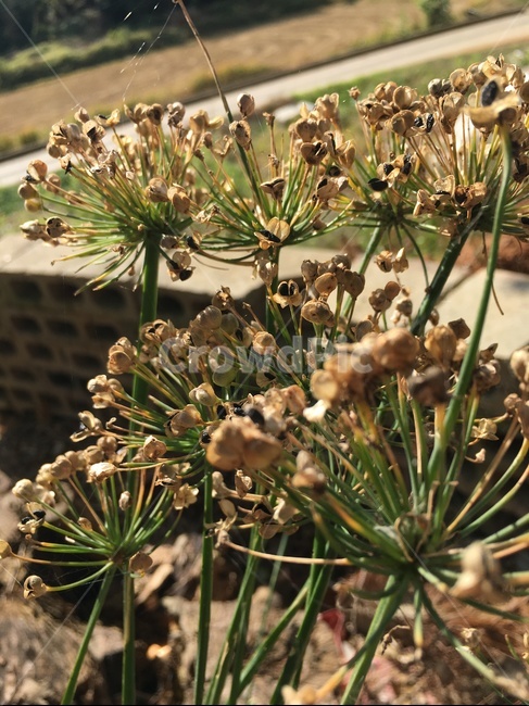 plant,식물,부추,부추꽃,들판,자연,풍경