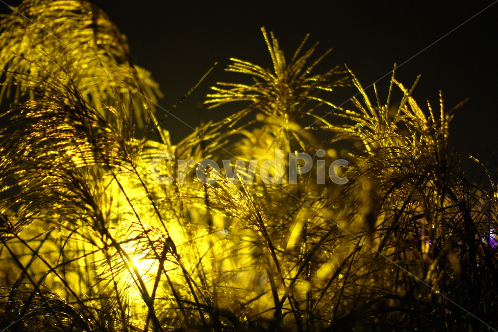 조명,억새,억새축제,갈대,세밀,분위기,밤,야경,밤,풍경,nightscape,night,landscape,grass,잔디,plant,식물,lawn,vegetation,초목