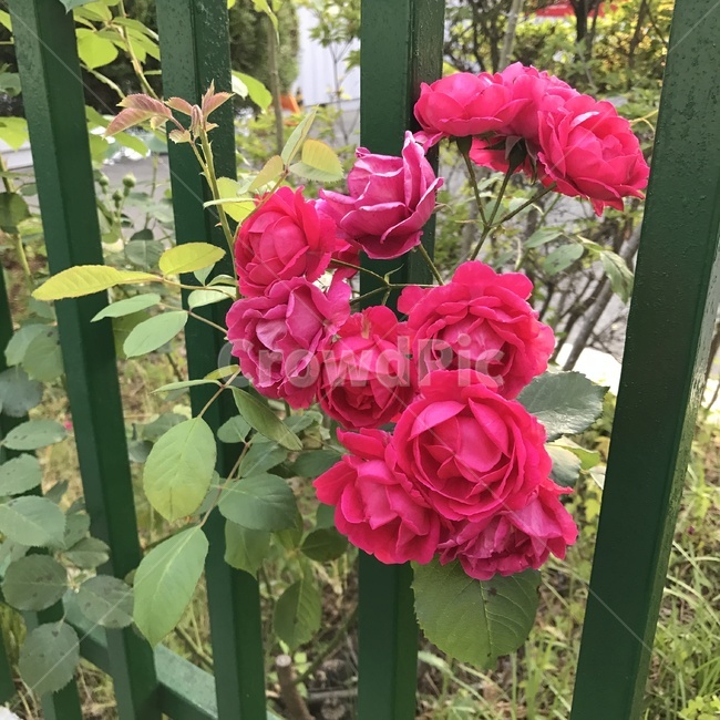 식물,plant,flower,꽃,pink,식물,자연,plants,nature,꽃,flower