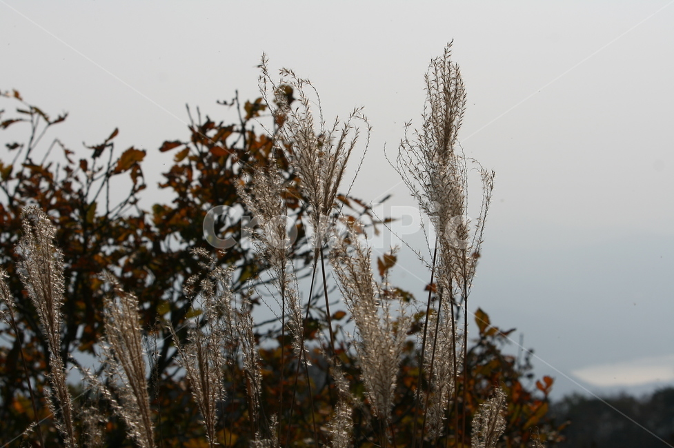 가을,억새,유명산,억새풀,가을억새,가을,계절,fall,autumn,season,grass,잔디,plant,식물