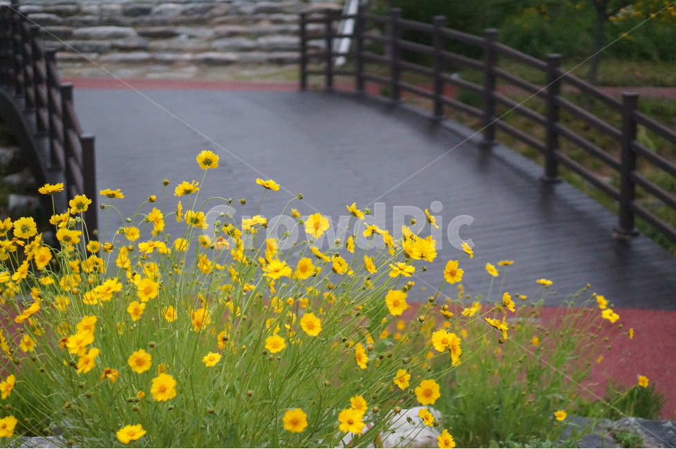 금계국,노랑,풍경,5월,꽃,식물,자연,plants,nature,꽃,flower