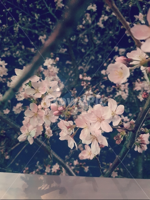벚꽃,봄,계절,꽃,나무,꽃잎,분홍,설레임,따뜻한,봄,계절,spring,season,야경,밤,풍경,nightscape,night,landscape,식물,자연,plants,nature,꽃,flower,plant,blossom