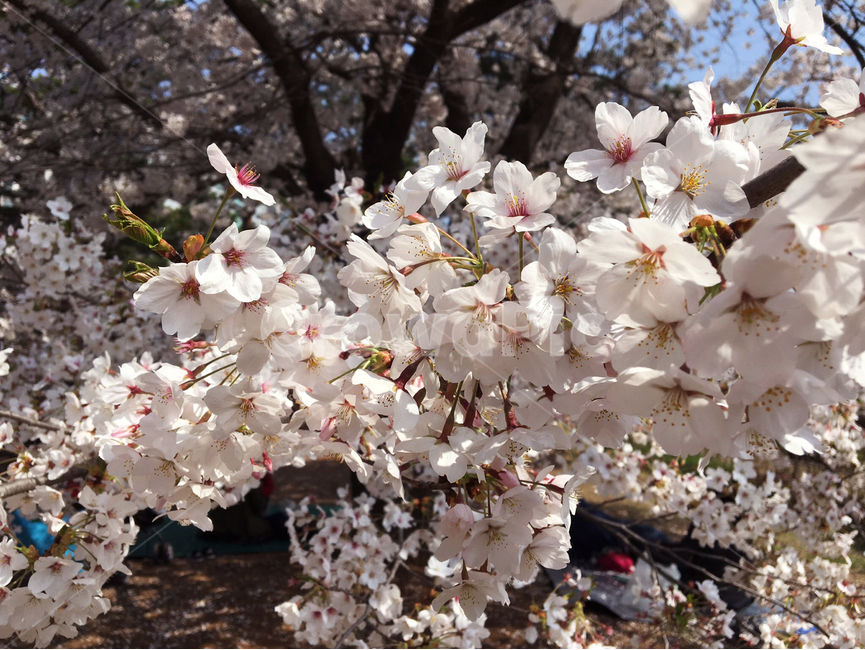 cherryblossom,blossom,벚꽃,꽃,flower,plant,식물,봄,spring,계절,season,봄꽃