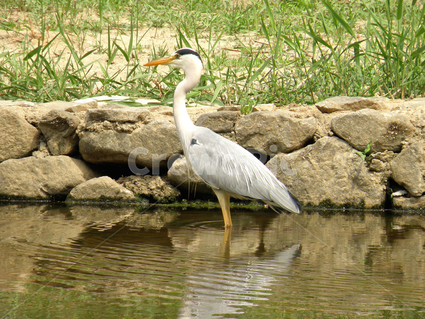 동물,학,조류,새,왜가리,불광천,동물,animal,조류,새,birds
