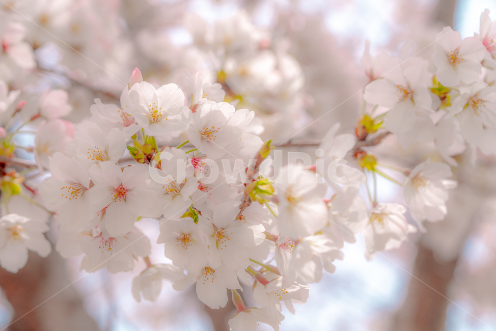 cherryblossom,cherry,background,season,pink,natural,nature,blossom,plant,beautiful,flower,spring,tree,bloom,fullbloom,벚꽃,버찌,벚나무,배경,벚꽃시즌,분홍,핑크,자연,식물,아름다움,꽃,봄,나무,만개,closeupflower,closeup,soft,봄,계절,spring,season