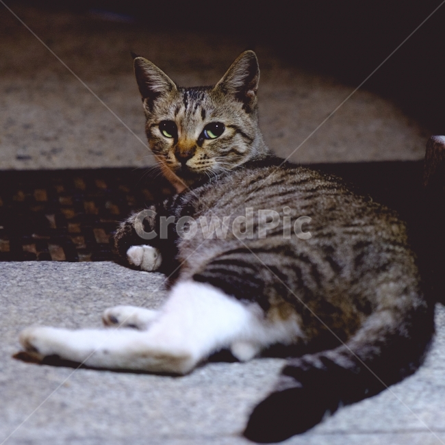 고양이,길거리,근접,동물,저녁,밤,동물,animal,포유류,mammal,고양이,cat,kitten,kitty