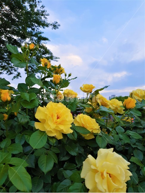 꽃,노란꽃,장미,하늘,정원,풍경,자연,식물,flower,sky,garden,yellowflower,rose,landscape,식물,자연,plants,nature,꽃,flower