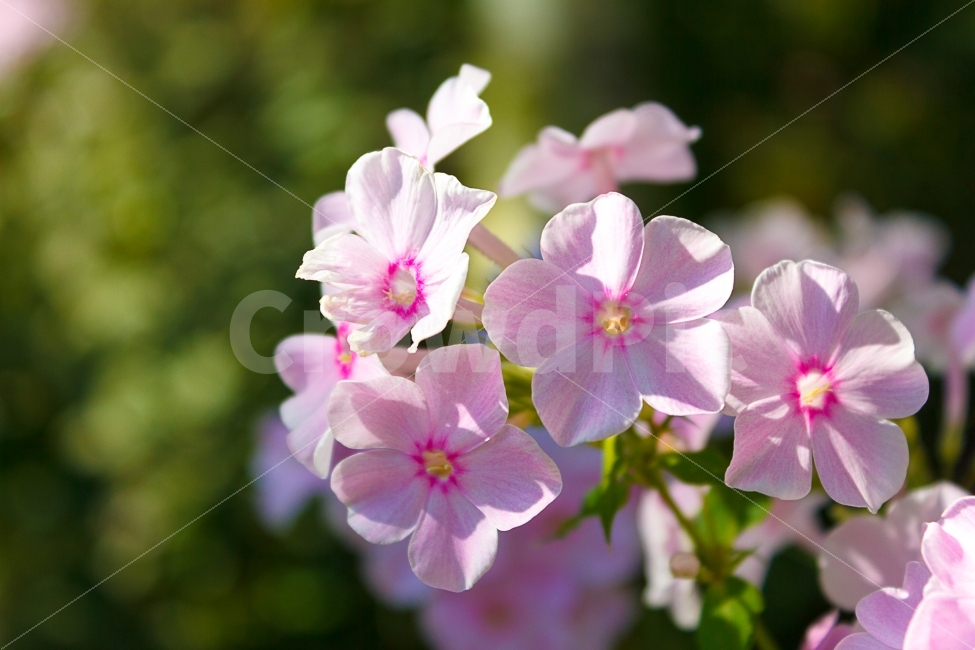 꽃,사진,phlox,flower,photo,식물,자연,plants,nature,꽃,flower
