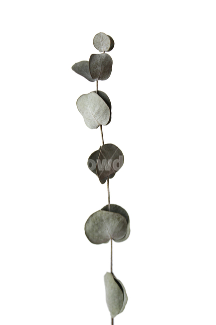 dead,death,decoration,dry,eucalyptus,eucalyptusleaves,green,isolated,leaf,natural,nature,object,plant,white,말린,드라이,건조,말려놓은,건조한,유칼립투스,유칼립투스잎,잎,나뭇잎,잎사귀,줄기,자연,식물,흰배경,그린,녹색,정면,식물,자연,plants,nature,누끼,remove background