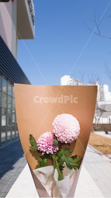퐁퐁,국화,보라색,연보라색,풍경,꽃,flower,기념일,축하,anniversary,congratulation,celebrate,celebration