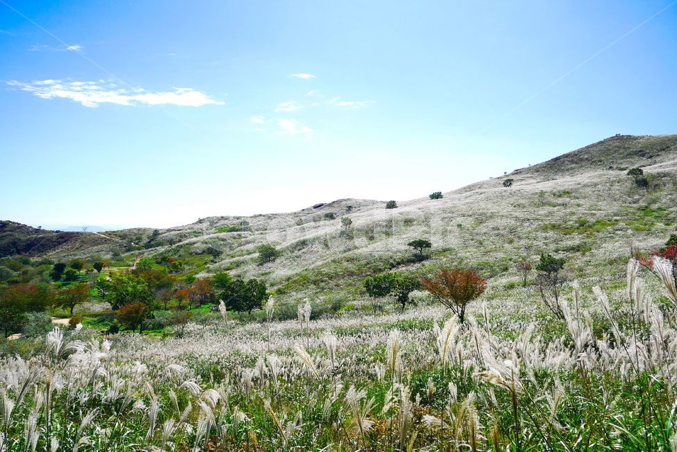 억새,하늘,공원,식물,구름,산,풍경,자연,평원,황매산,자연,풍경,nature,landscape,slope,경사,outdoors,옥외