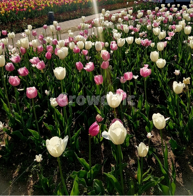 꽃,튤립,감성,자연,봄,spring,flower,tulip,nature