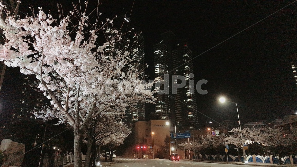 벚꽃,벚꽃나무,가로수,도시,밤,봄,계절,spring,season,야경,밤,풍경,nightscape,night,landscape,도시,city,한국도시풍경,한국도시경관,korea cityscape,plant,식물