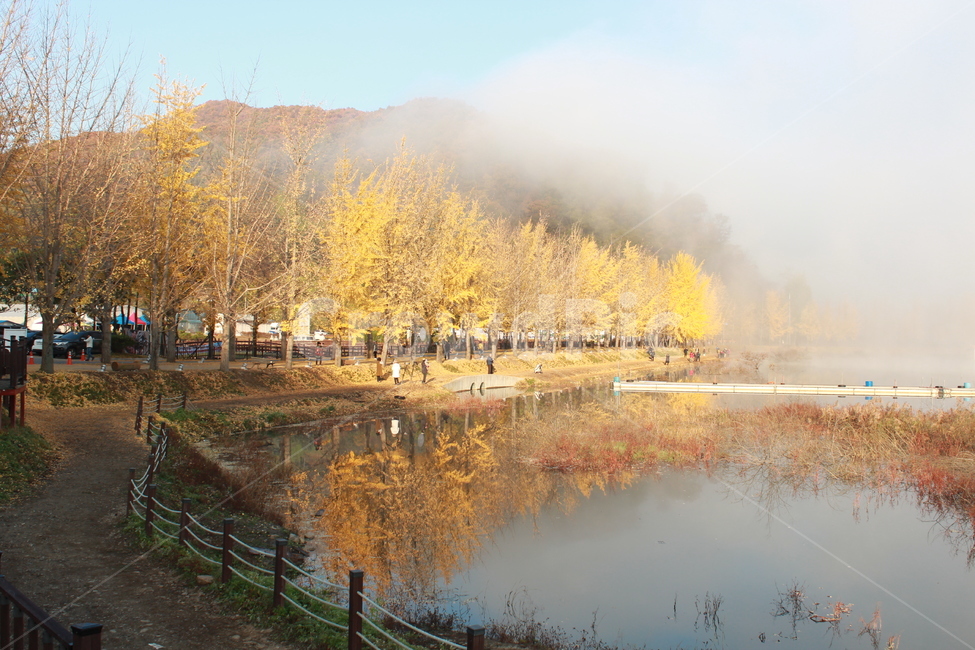 nature,자연,water,물,outdoors,옥외,land,땅,은행나무,반영,호수,저수지,lake,maidenhairtree,fall,reservoir,자연,풍경,nature,landscape
