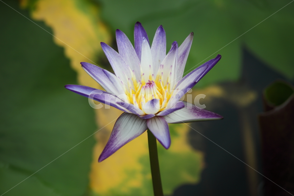 plant,식물,꽃,flower,수련,식물,자연,plants,nature,꽃,flower