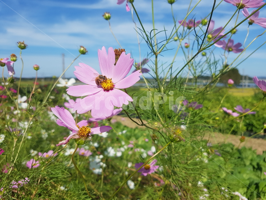 plant,식물,pollen,화분,코스모스,분홍,꿀벌,자연,공존,곤충,맑은하늘,맑은공기,식물,자연,plants,nature,꽃,flower