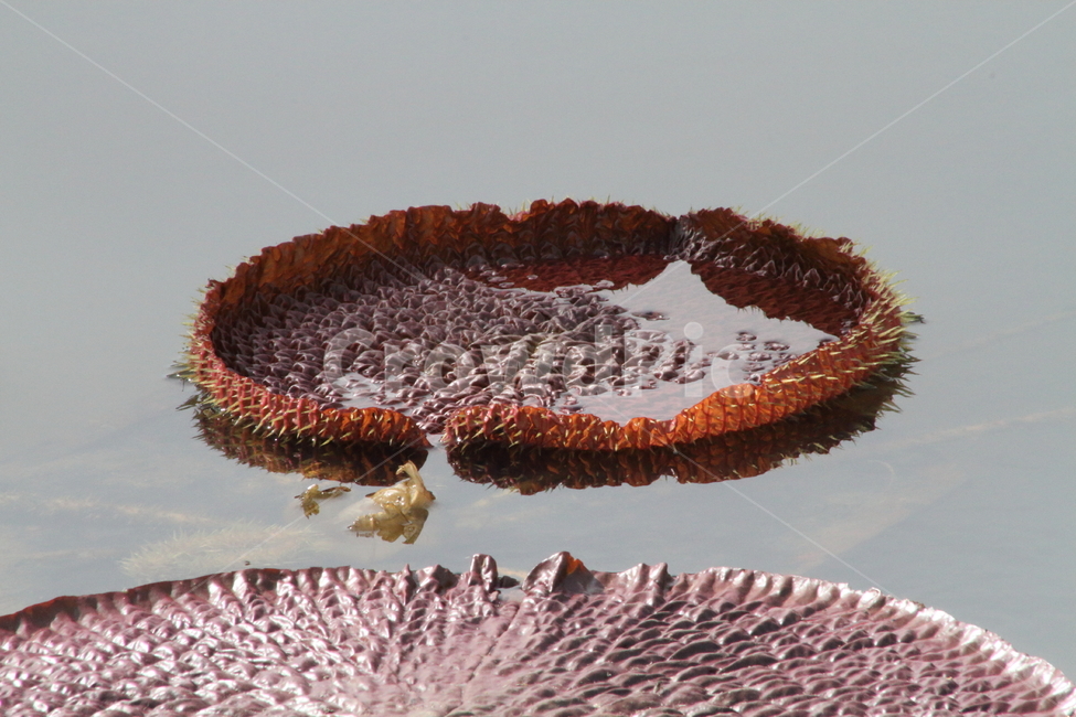 연,연잎,빅토리아연잎,lotus,leaf,식물,자연,plants,nature