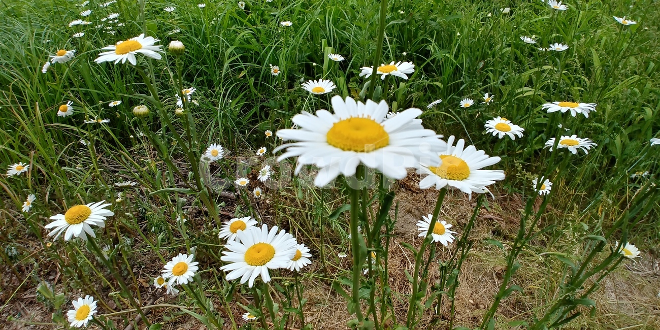 데이지,꽃,들풀,들국화,녹색,하얀꽃,노란꽃,계란꽃,flower,white,yellow,식물,자연,plants,nature,꽃,flower