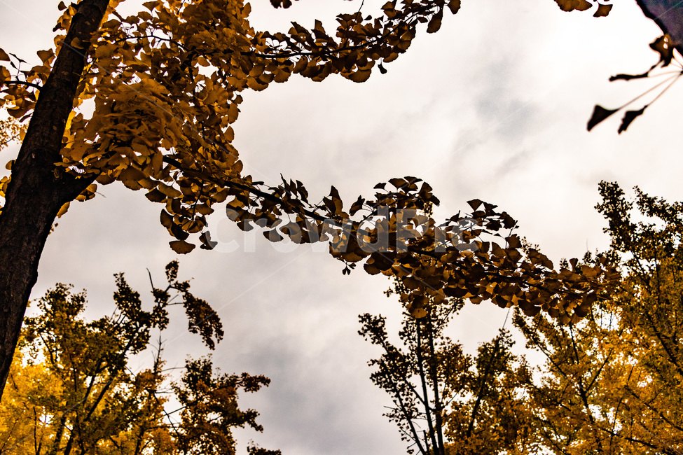 은행,은행나무,은행나무숲,은행잎,은행숲,가을,계절,fall,autumn,season,식물,자연,plants,nature,나무,trees,wood,light,빛,flare,플레어,plant,leaf,잎,sunlight,햇빛