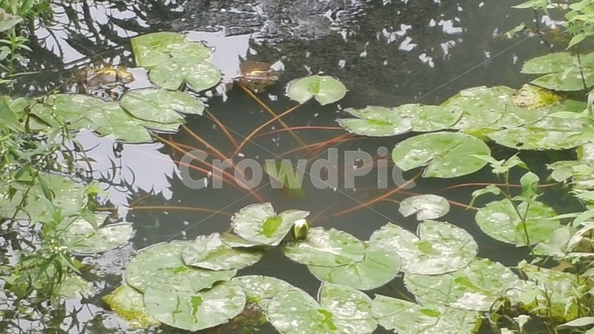 물,식물,water,꽃,땅,자연,outdoors,plant
