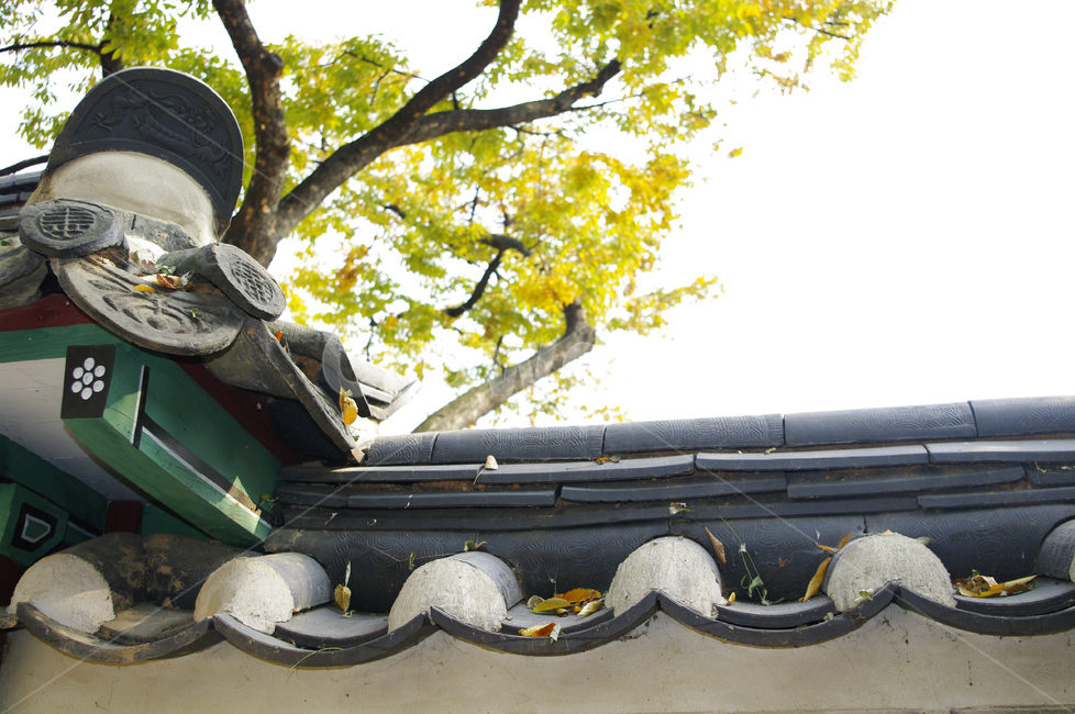 건축,전통건축,traditional,전통,기와지붕,나무,식물,plant,한국전통,한국문화,korean traditional,korean culture,건축물,건물외관,exterior,building,structure,architecture,construction