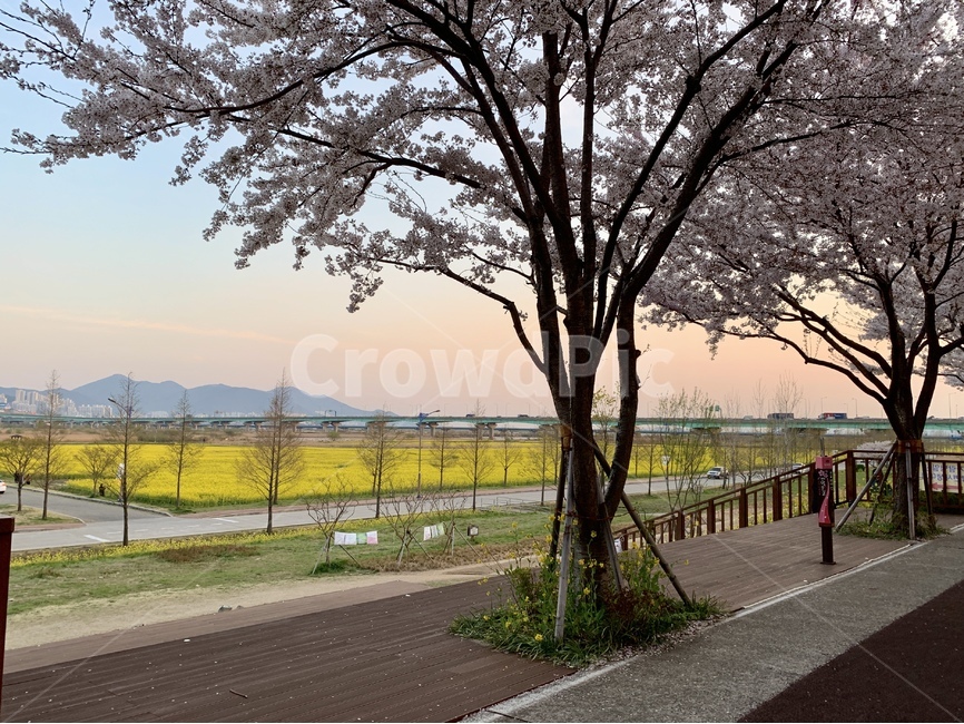 부산,대저생태공원,유채꽃,벚꽃,하늘,노란색,노을,봄,계절,spring,season,자연,풍경,nature,landscape,asphalt,아스팔트,plant,식물,tree,나무