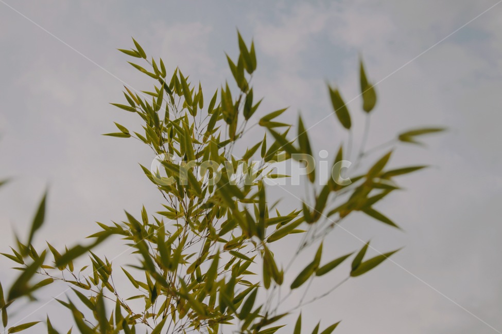대나무,나무,자연,하늘,잎,식물,초록,초록색,구름,연두색,식물,자연,plants,nature