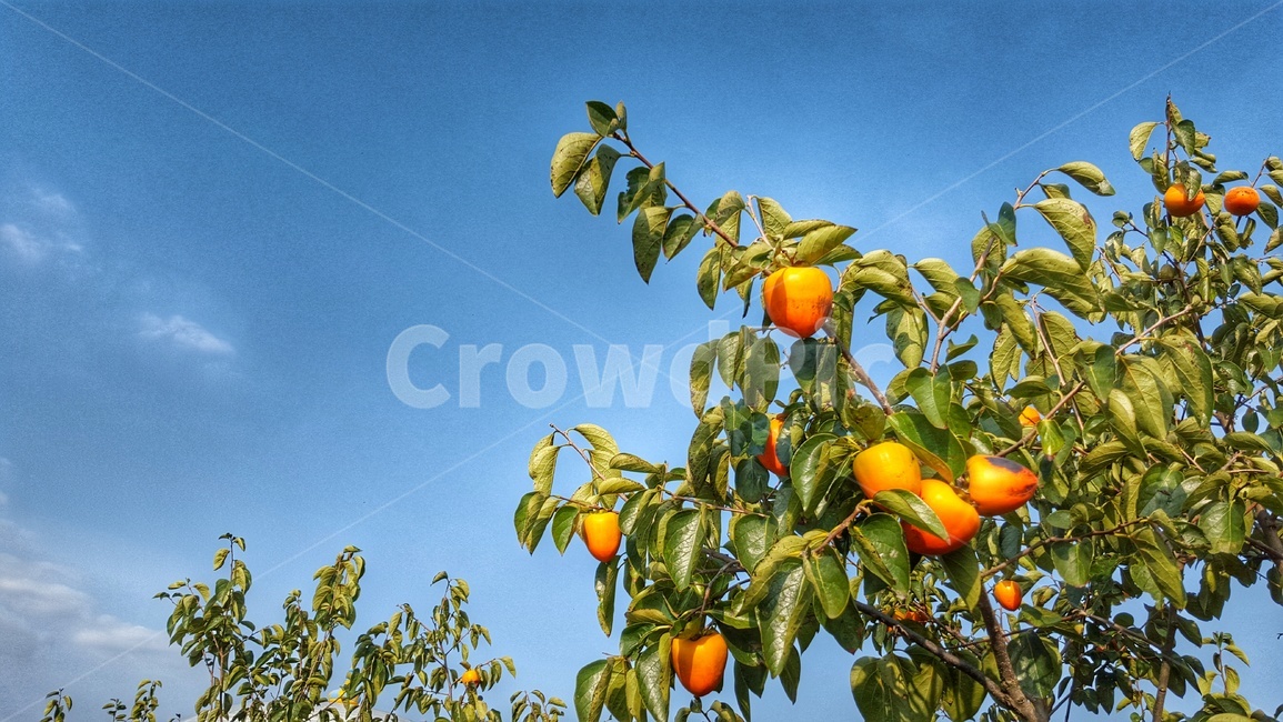 가을,감,감나무,가을나들이,가을풍경,나무,식물,자연,plants,nature,과일,열매,fruit